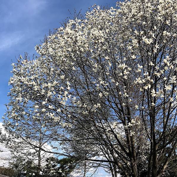 [北海道上富良野] 適合帶小孩放電跟野餐的島津公園(しまつこ