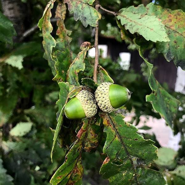 [北海道上富良野] 在食べログ分數最高的名店--まん作(まん