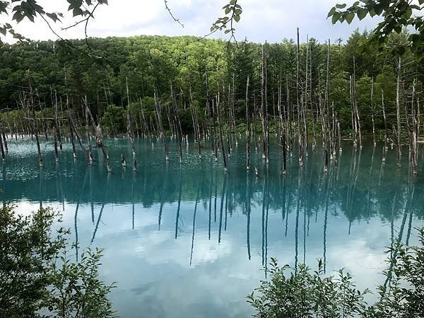 [北海道美瑛] 夏天的青池與白鬚瀑布、十勝岳望岳台