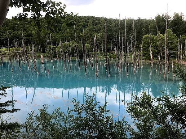 [北海道美瑛] 夏天的青池與白鬚瀑布、十勝岳望岳台