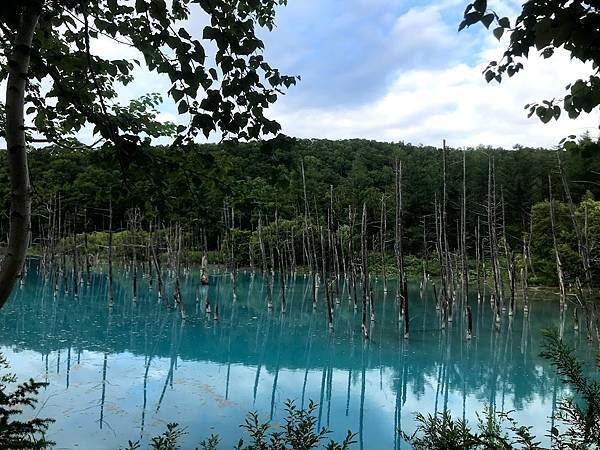 [北海道美瑛] 夏天的青池與白鬚瀑布、十勝岳望岳台