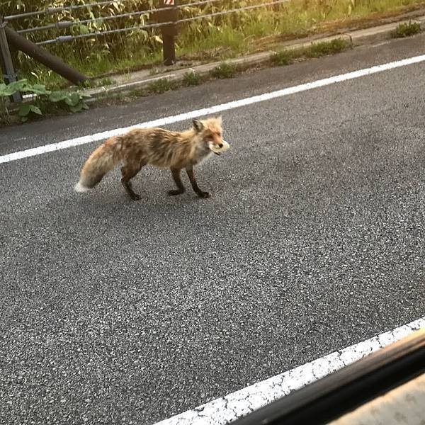 [北海道美瑛] 夏天的青池與白鬚瀑布、十勝岳望岳台