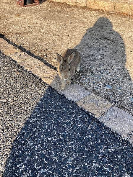 [廣島竹原市] 大久野島被兔兔包圍