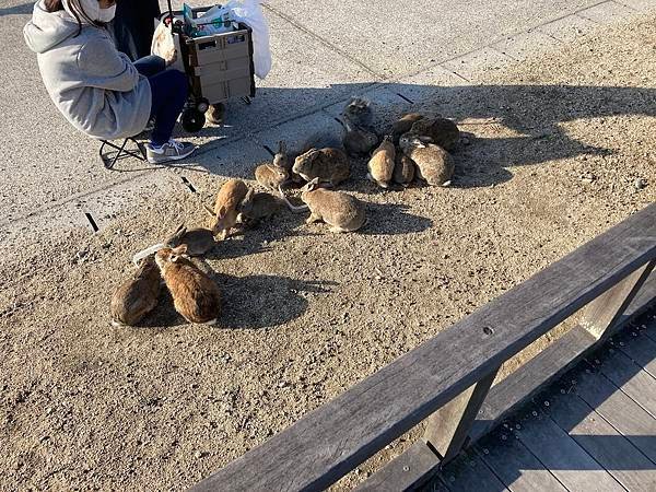 [廣島竹原市] 大久野島被兔兔包圍