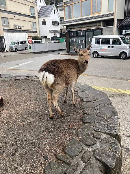 [廣島縣廿日市] 到了廣島必定要去的嚴島神社(いつくしまじん