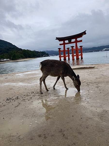 [廣島縣廿日市] 到了廣島必定要去的嚴島神社(いつくしまじん