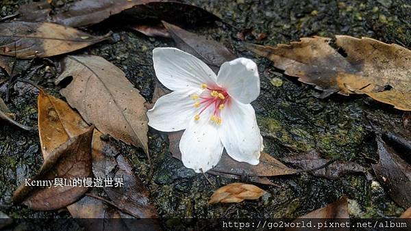 [宜蘭·冬山景點] 仁山植物園·油桐花飄四月雪!