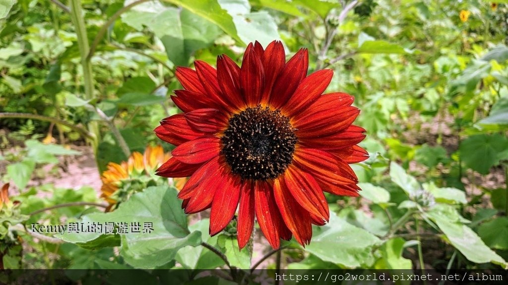 [美國·紐約州景點] 向日葵花季開始囉!- (Sunflow
