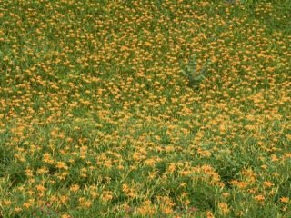 DSCN9016.jpg