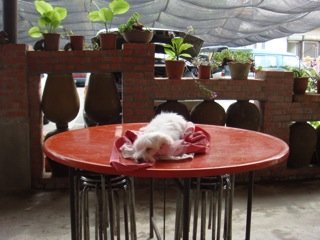 DSC03727.jpg