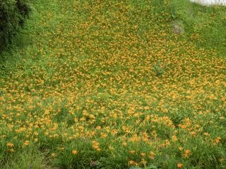 DSCN9017.jpg