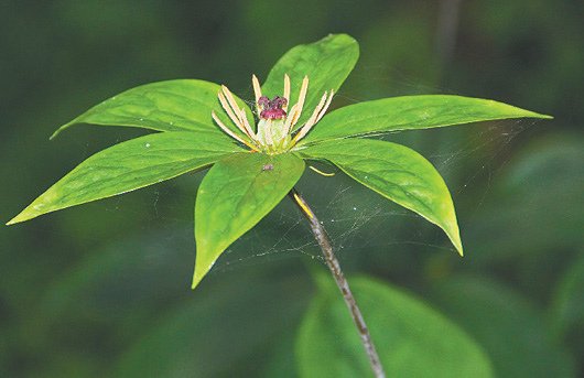 珍貴藥草植物「七葉一枝花」