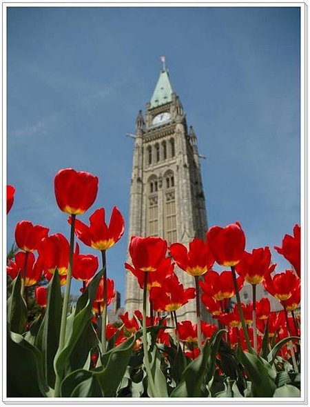 tulip2