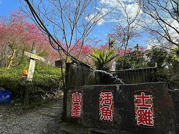 棲蘭達漾咖啡莊園——櫻花與咖啡的世外桃源，在宜蘭大同鄉享受自