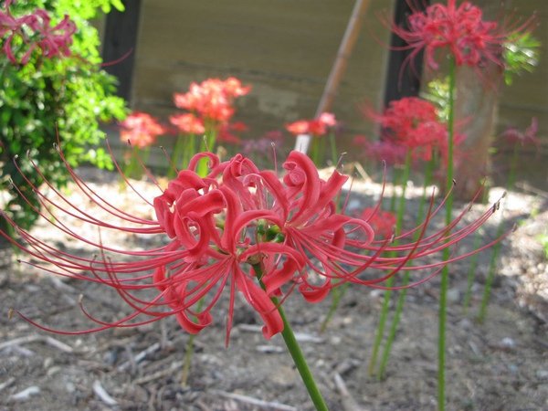 IMG_0666.JPG