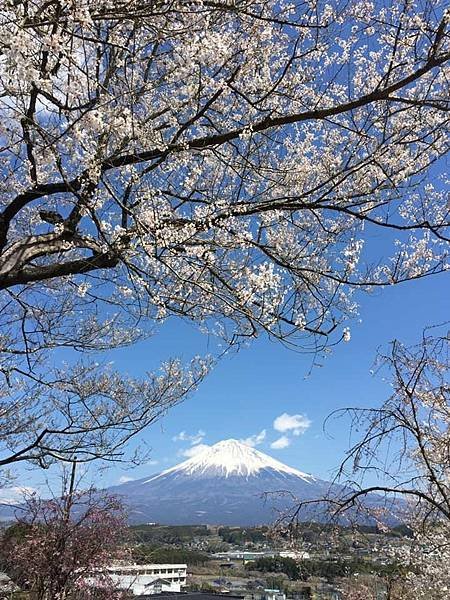 富士宮櫻花3.jpg