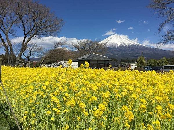 富士宮櫻花2.jpg