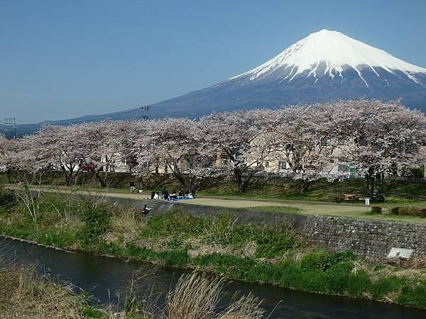 富士宮櫻花4.jpg