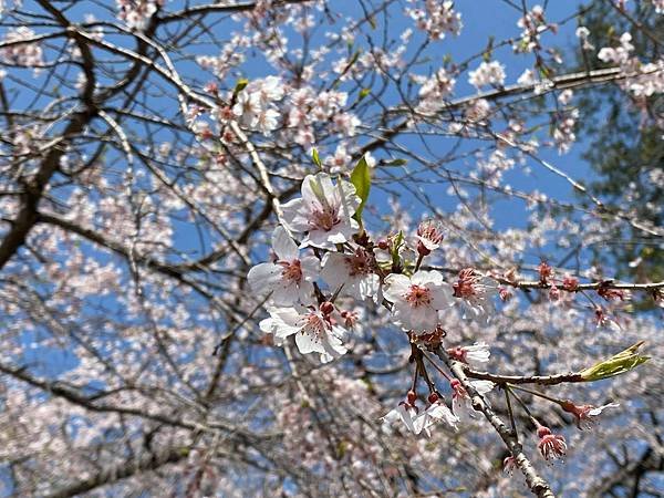 富士宮櫻花8.jpg