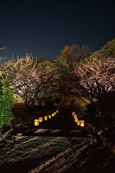 岩本山公園灯り2.jpg