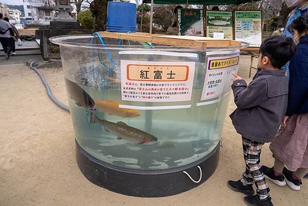 富士宮ます祭り5.jpg