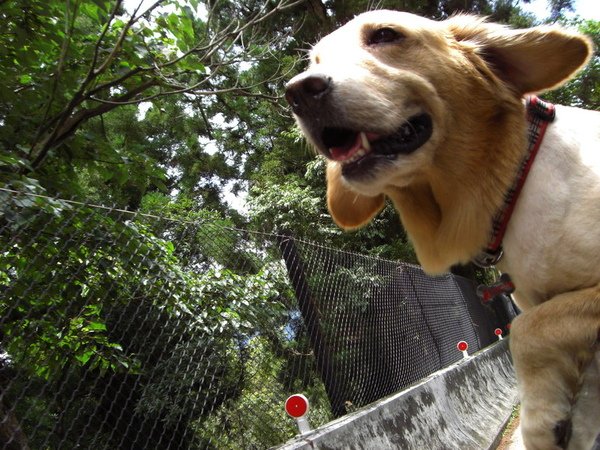 黃金獵犬_福妹35.jpg