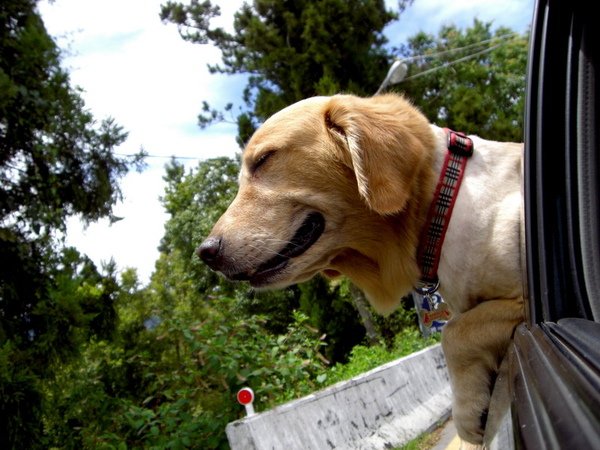 黃金獵犬_福妹36.jpg