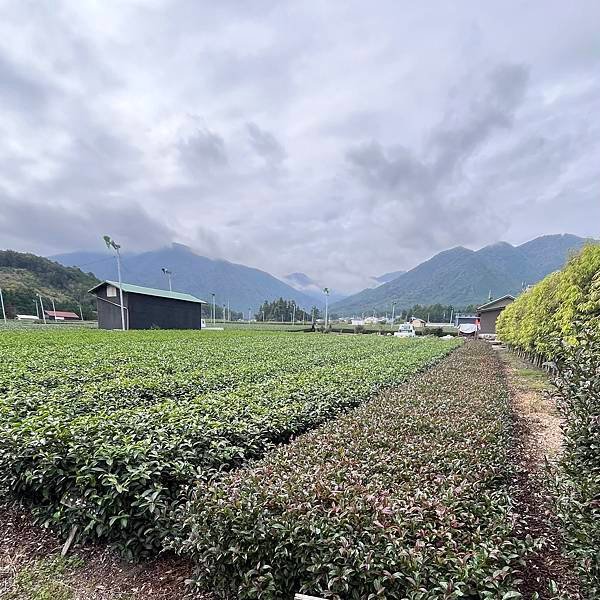 三重歐米阿給伴手禮：伊勢乃国御薄茶，抹茶控必喝清香順口推薦