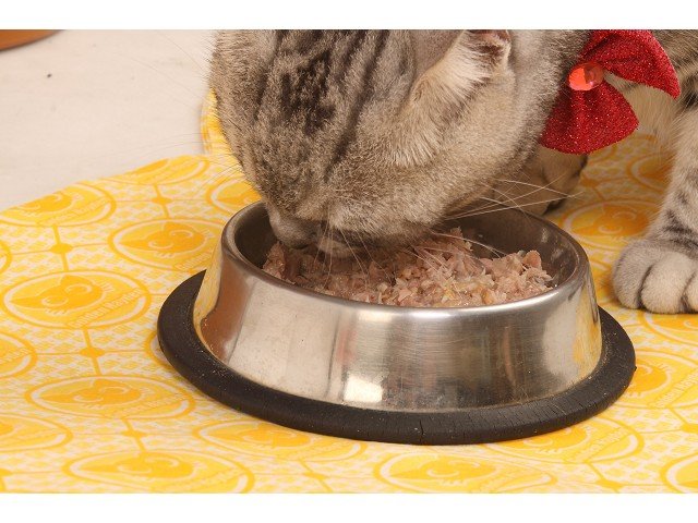 海登寵物用品貓墊飼料餐巾017.jpg