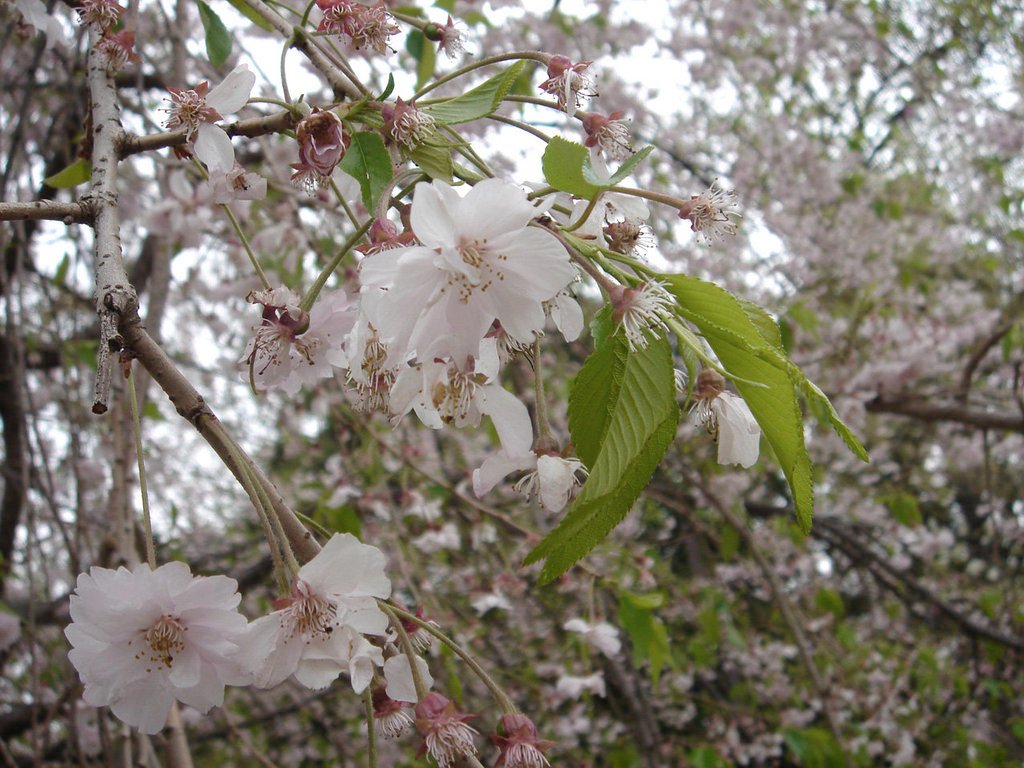 2006/04/12~16 東京之旅第2天：三鷹美術館