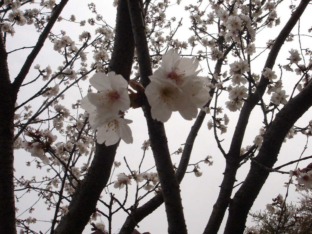 2006/04/12~16 東京之旅第2天：一大早新宿駅忙碌