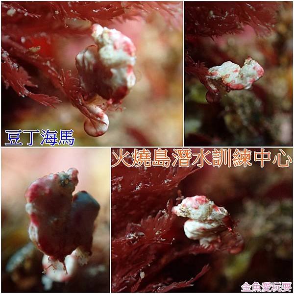 拼貼1