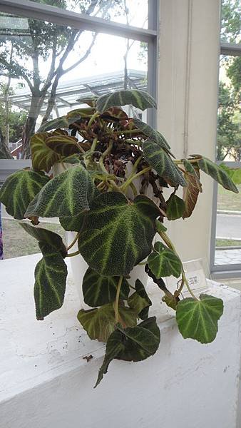 DSC00295