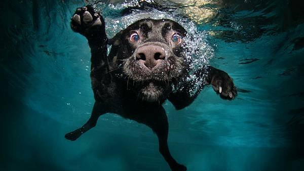 swimming-black-dog-pet-2iqz1gckddmyqwpt.jpg