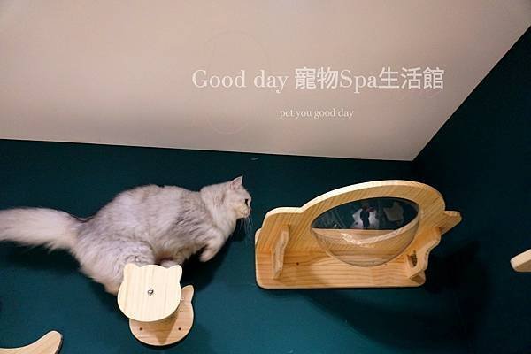 ღ竹北貓旅｜Good day貓咪精品旅館｜2023全新開幕✗