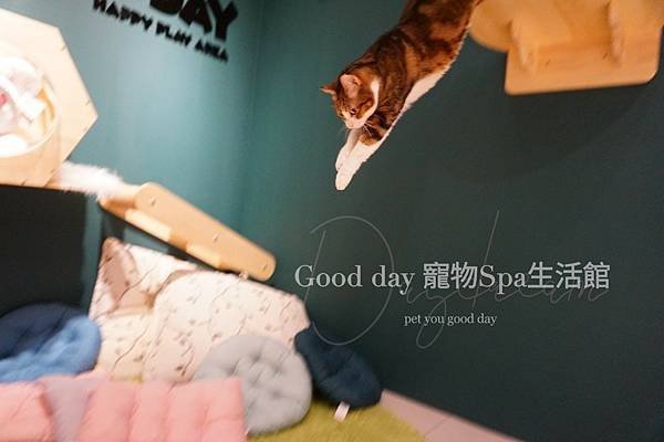 ღ竹北貓旅｜Good day貓咪精品旅館｜2023全新開幕✗