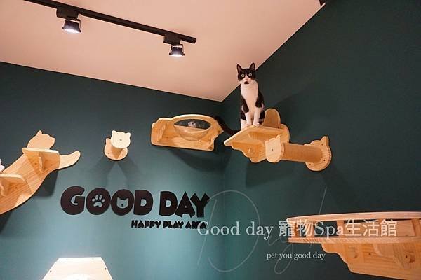 ღ竹北貓旅｜Good day貓咪精品旅館｜2023全新開幕✗