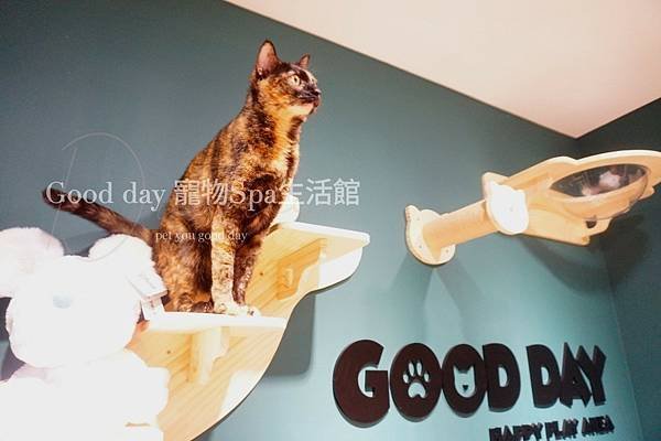 ღ竹北貓旅｜Good day貓咪精品旅館｜2023全新開幕✗