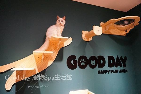 ღ竹北貓旅｜Good day貓咪精品旅館｜2023全新開幕✗