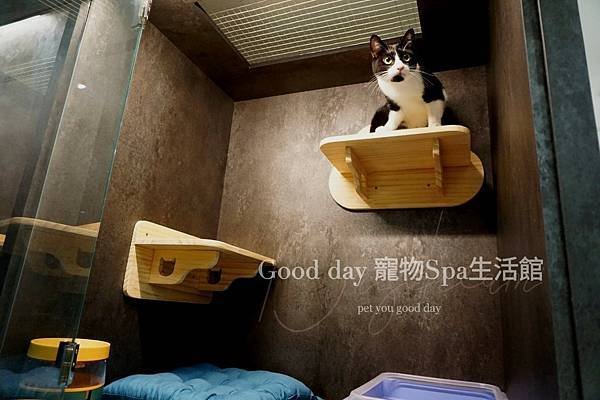 ღ竹北貓旅｜Good day貓咪精品旅館｜2023全新開幕✗