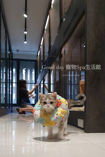 ღ竹北貓旅｜Good day貓咪精品旅館｜2023全新開幕✗