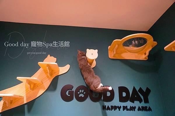 ღ竹北貓旅｜Good day貓咪精品旅館｜2023全新開幕✗