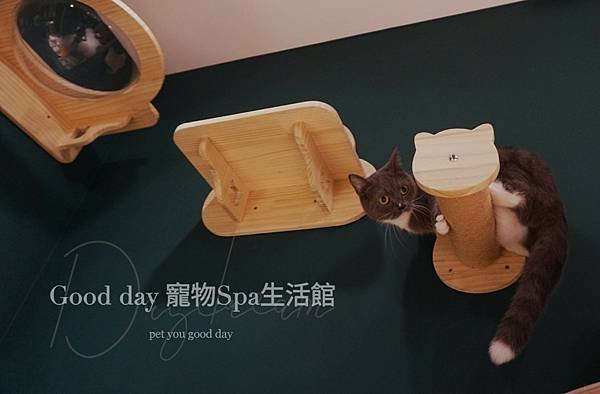 ღ竹北貓旅｜Good day貓咪精品旅館｜2023全新開幕✗