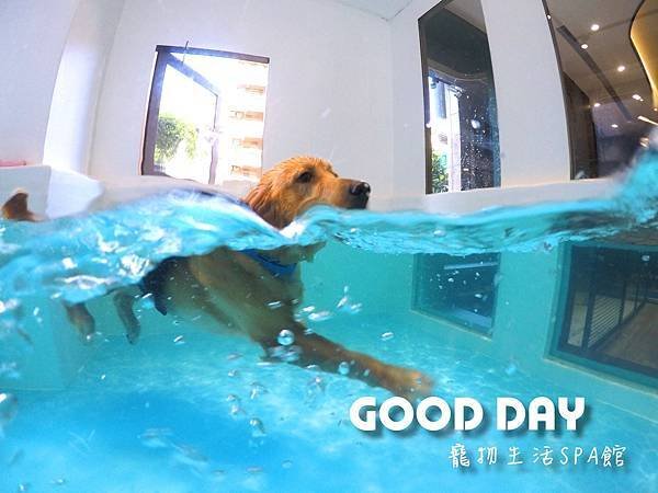 [寵物住宿] 狗狗天堂～寵愛游泳（竹北） - Good Do