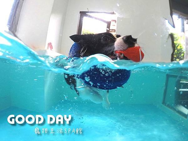 【寵物旅遊】帶毛小孩渡假去 -  GOOD DAY