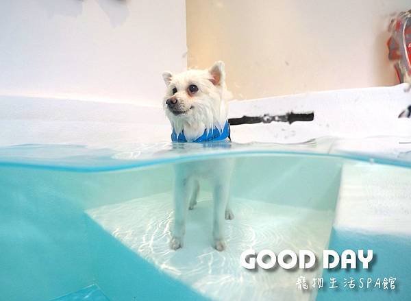狗尋找竹北寵物住宿 - GOOD DAY