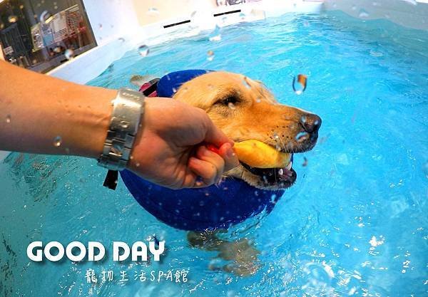 臺灣的寵物友善住宿與游泳 - GOOD DAY寵物渡假會館