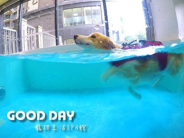 【寵物住宿】新竹/竹北 GOOD DAY寵物游泳館 - 『毛