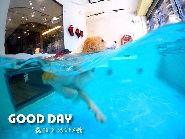 【寵物住宿】新竹/竹北 GOOD DAY寵物游泳館 - 『毛