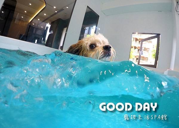 【寵物住宿】新竹/竹北 GOOD DAY寵物游泳館 - 『毛